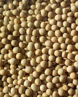 Beans Soybeans (1x25LB )