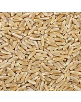 Grains Kamut Berries (1x25LB )