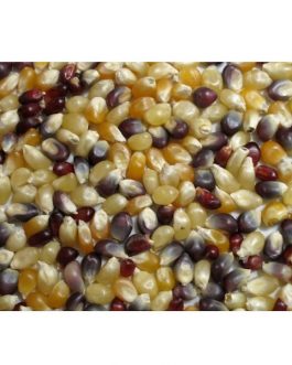 Grains Multi Colored PopCorn (1x25LB )