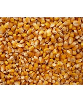 Grains Popcorn Yellow (1x25LB )