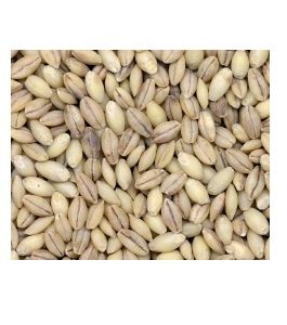 Grains Hulless Barley (1x25LB )