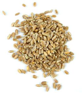 Grains Wheatberries (1x50LB )