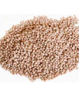 PNW Farmers Red Lentils (1x25LB )